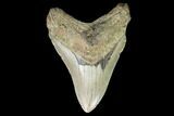 Fossil Megalodon Tooth - North Carolina #99860-1